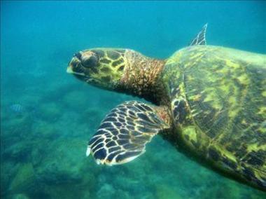 tortuga en peligro de extincion
